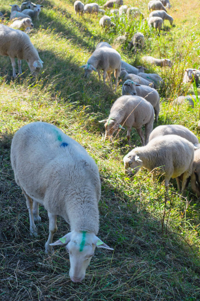 Sheeps grazen in een Hollandse weide - Foto, afbeelding