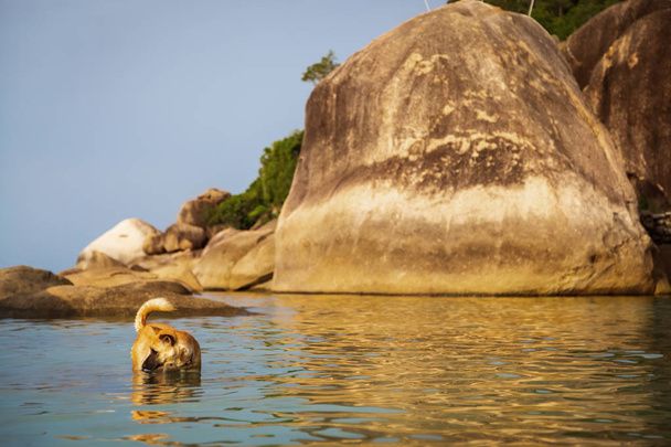 Grote hond zwemmen in de zee op de achtergrond van grote stenen op - Foto, afbeelding