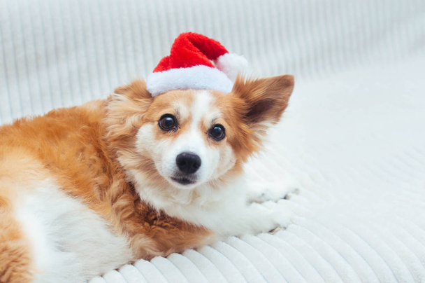 Cute dog in Santa hat. Concept New Year and Christmas. 2020 - Фото, зображення