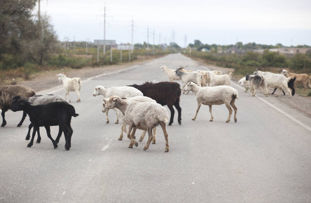 sheep animal asphalt road background - Fotó, kép