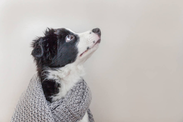 Beyaz arka plan üzerinde izole boyun etrafında sıcak giysiler eşarp giyen sevimli smilling köpek yavrusu sınır collie Komik stüdyo portresi - Fotoğraf, Görsel
