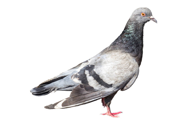Dove, pigeon close up, isolated on white background - Foto, immagini