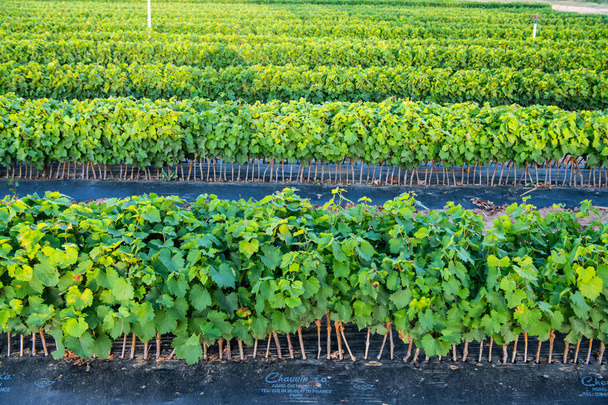 Pěstování révy vinné, školky, pole, výsadba, Bordeaux Vinice - Fotografie, Obrázek