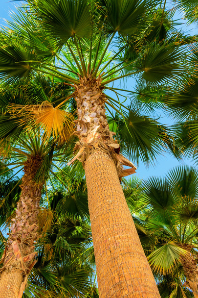 Tronc de palmiers avec des feuilles vertes au sommet
 - Photo, image