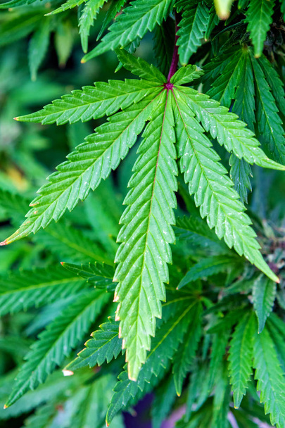 Medizinische Cannabispflanze fast erntereif   - Foto, Bild