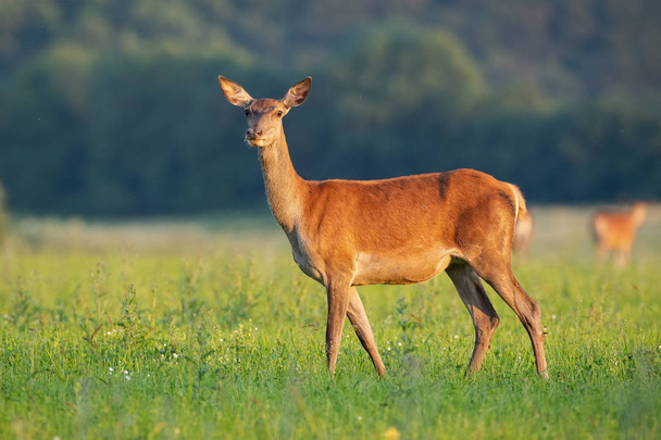 日の出の夏の干し草畑に立つ柔らかい赤い鹿の後ろの側面図 - 写真・画像