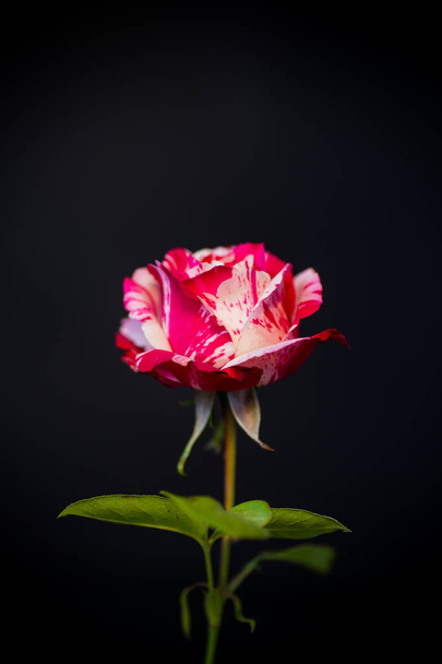 two-tone white with red rose on a black - Photo, image