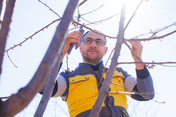 man pruning tree, early sping sunny day - Foto, immagini
