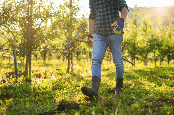 A midsection of mature farmer walking outdoors in orchard. Copy space. - 写真・画像