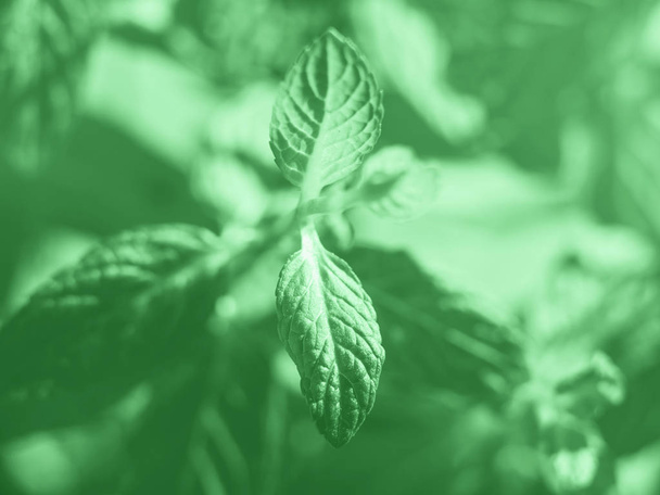 Βολή από φυτό δυόσμου. Πράσινο Νομισματοκοπείο χρώμα 2020 - Φωτογραφία, εικόνα