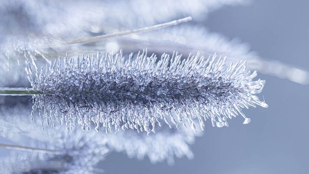 Spikes of pennisetum in hoarfrost and ice. Close-up - Photo, Image