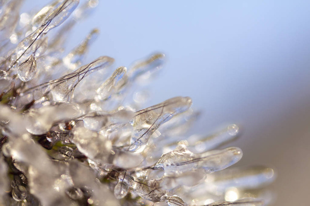 霜や氷の中でペニセウムのスパイク。閉鎖 - 写真・画像