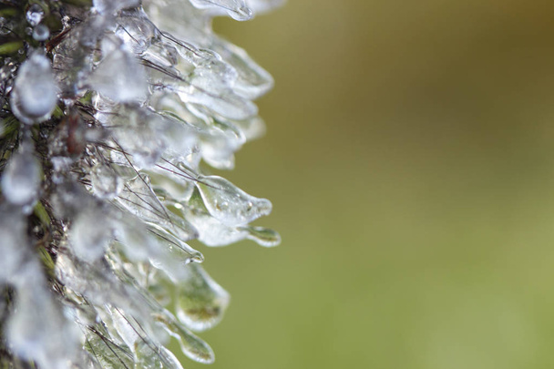 Spikes of pennisetum in hoarfrost and ice. Close-up - Photo, Image