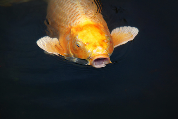 de pratende vis - Foto, afbeelding