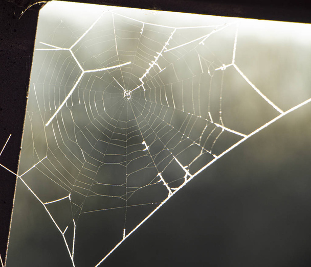 Spinnennetz mit Raureif an altem Eisenzaun aus nächster Nähe - Foto, Bild