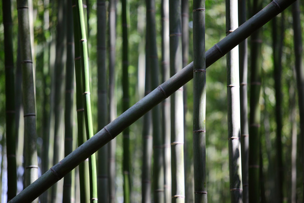 Las bambusowy - Zdjęcie, obraz