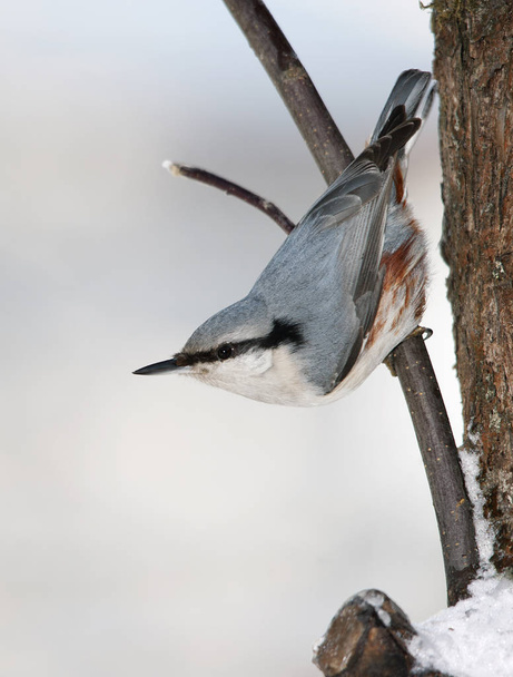 Bird in the winter on a tree branch - Foto, afbeelding