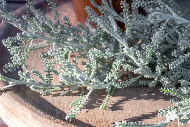 Closeup of fresh Santolina chamaecyparissus plant - Photo, Image