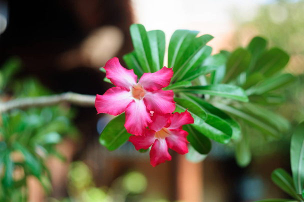 Flores de adenium rosa en un parque tropical
. - Foto, Imagen