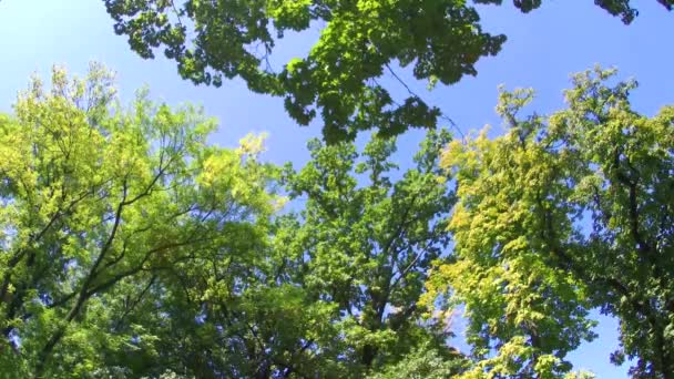 верхушки деревьев на фоне голубого неба - Кадры, видео