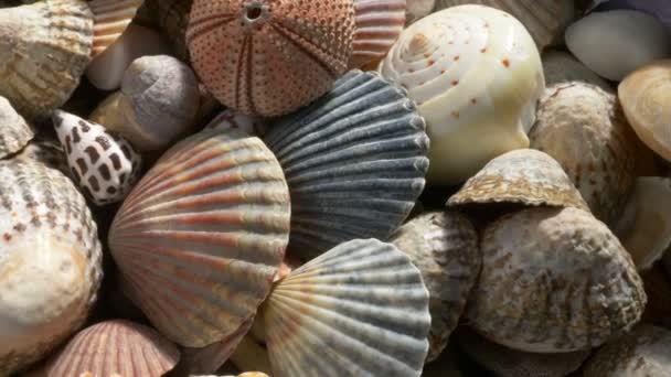 Shells of many types and sizes - Footage, Video