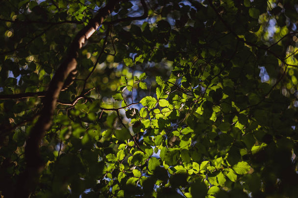Όμορφα πράσινα φύλλα και φωτεινό ήλιο με επίδραση bokeh στο παρασκήνιο - Φωτογραφία, εικόνα
