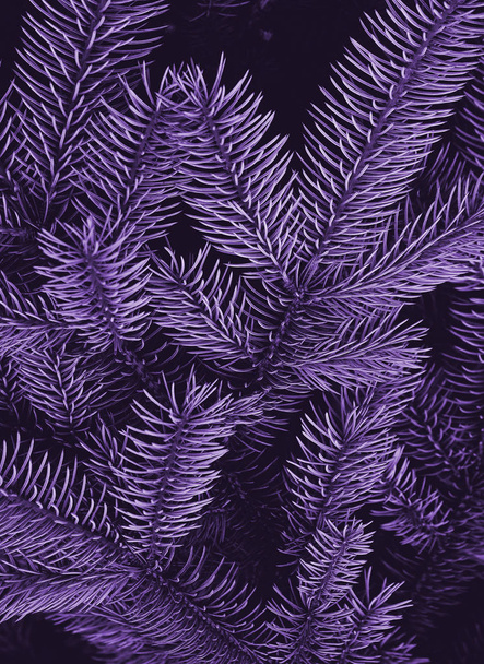 Foto astratta di pino dipinto in colore viola alla moda
. - Foto, immagini