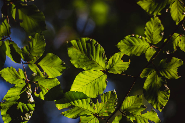 Beautiful green leaves and bright sun with bokeh effect on background - Photo, Image