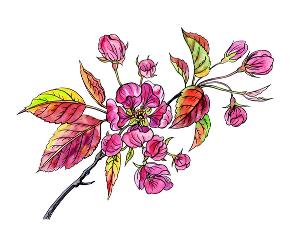 Flowering branch of a red apple-tree watercolor drawing with a contour, sketch on a white background, isolated. - Foto, immagini