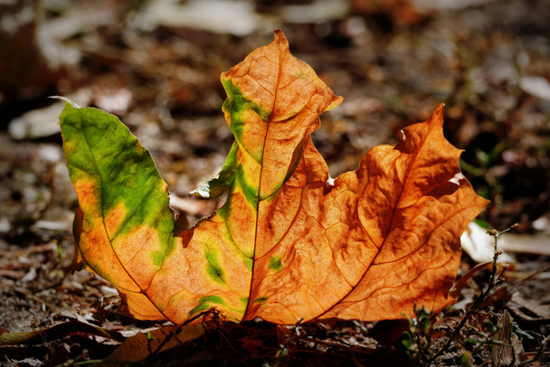 Buntes Herbstblatt auf dem Boden im Gegenlicht sieht aus wie eine Flamme - Foto, Bild