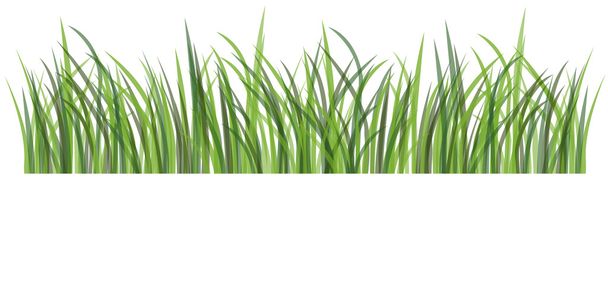 Zöld fű - Vektor, kép