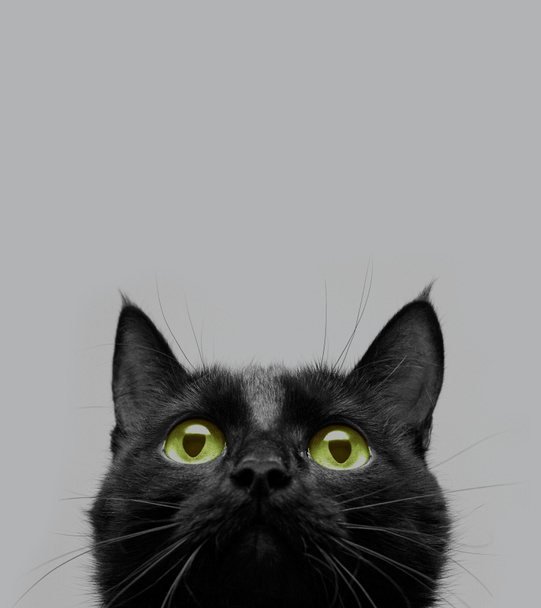 Чёрная кошка
 - Фото, изображение