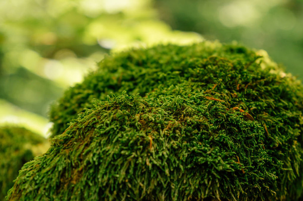 Gyönyörű Vértes a zöld moha a fa kéreg. Gyönyörű háttér Moss a háttérkép - Fotó, kép