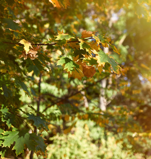Maple branches with yellow and green leaves - Photo, image