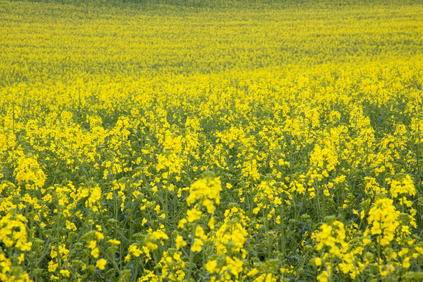 Желтое поле изнасилования
 - Фото, изображение
