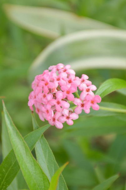 vaaleanpunainen Panama nousi kukka luonnossa puutarha - Valokuva, kuva