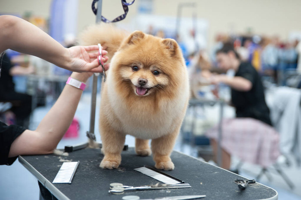 Поморский шпиц на Dog Show, груминг на столе - Фото, изображение