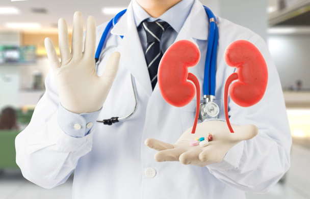 doctor check 3D kidney urology , kidney disease with medicine - Photo, image