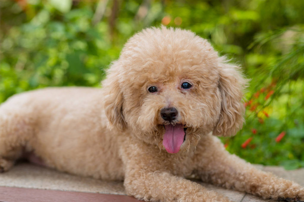 Dog poodle at city park - Фото, изображение