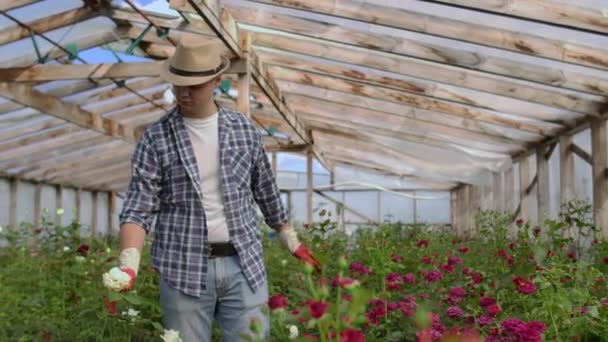 男は、手袋のバラを調べる温室で歩く - 映像、動画