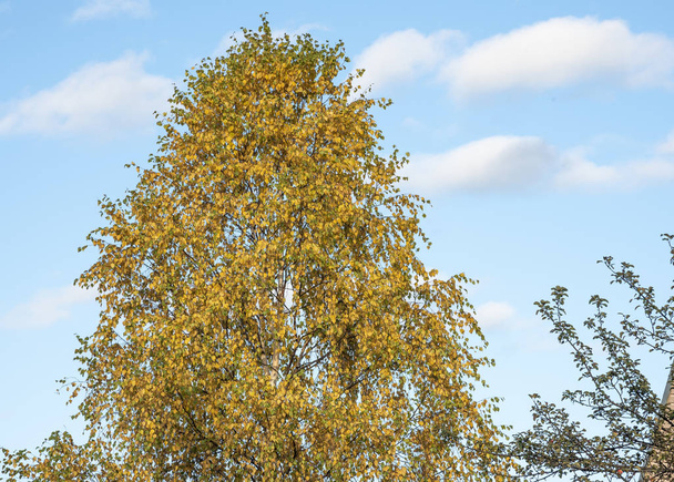 Autumn landscape with a birch. - Foto, Bild