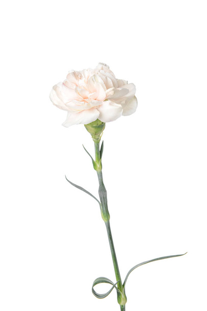 Hermosa flor de clavel sobre fondo blanco - Foto, Imagen