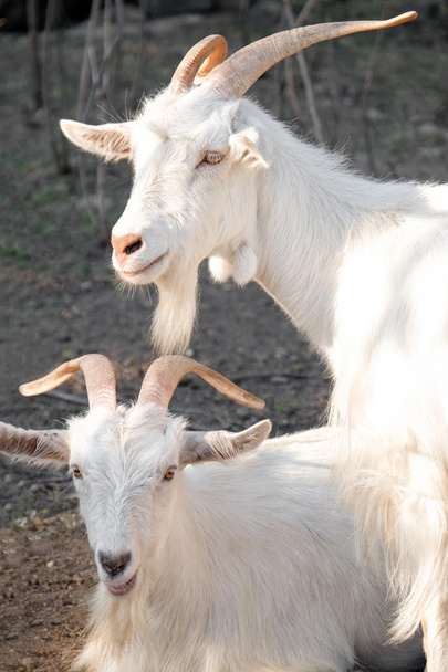 Cute funny goats on farm - Photo, Image