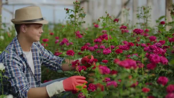 Serra con rose in crescita all'interno della quale un giardiniere maschio in un cappello ispeziona boccioli di fiori e petali. Una piccola azienda fiorita
. - Filmati, video