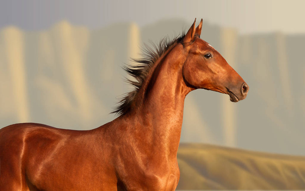 Retrato de cavalo-de-baía
 - Foto, Imagem