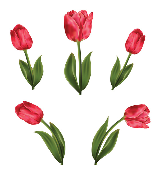 Pink tulips - Vector, Image
