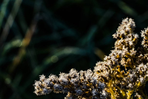 Canadian goldenrod covered with ice crystals - Photo, Image
