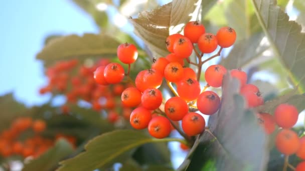Autumn Season. Branch of ripe, red mountain ash among green leaves, swaying in the wind hanging on a tree. Close-up. - Video