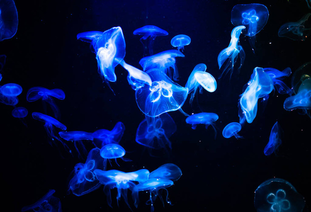 molte meduse nuotare nell'oceano e colori brillanti sfondo
 - Foto, immagini