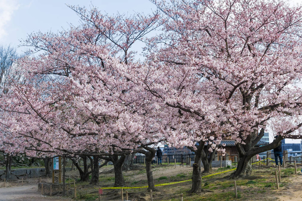 Sakura fleurissant au château de Fukuoka, Japon
 - Photo, image